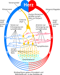 Lymphgefasssystem