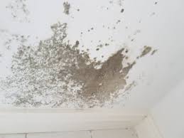Die frage ist jedoch, welche krankheiten durch schimmel entstehen können beziehungsweise welche krankheiten auf schimmelpilze zurückzuführen sind. Extrem Starker Schimmelbefall In Meiner Wohnung Mit Bilder Angst Krankheit Schimmel