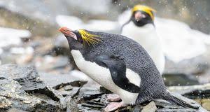 Pinguin kostüm baby selber machen karneval megastore. Pinguin Kostum Selber Machen Susse Ideen Sat 1 Ratgeber