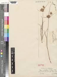 Image result for Pycreus unioloides