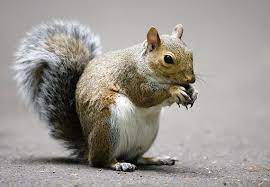 3 catch's shown in this video. Best Squirrel Repellents Updated In 2021