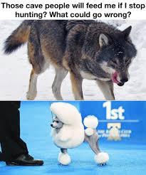 The wolf meme {sonic forces} shadow and infinite. Come A Long Way From Wolves Memes