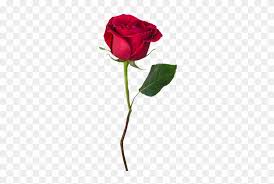 Rose gold is a romantic color without any doubt, combining the glamour and elegance of gold with a delicate pink hue. Explore Single Rose Wedding Ideas And More Beauty And The Beast Red Rose Png Free Transparent Png Clipart Images Download
