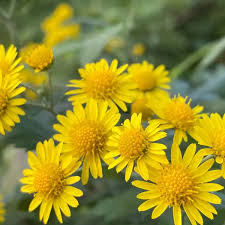 Image result for Chrysanthellum