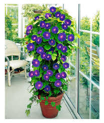Here are a few to look for Matrix Annual Climbing Ipomoea Plant Flower Seeds 30 Seeds Pack With Instruction Manual Buy Matrix Annual Climbing Ipomoea Plant Flower Seeds 30 Seeds Pack With Instruction Manual Online At Low Price Snapdeal