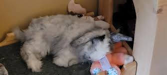 Image result for tbn:nuNU7FPK4A54yM::rvforsaleguide.com/images/bunny-resting-picture.jpg