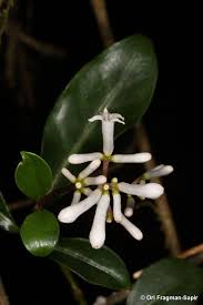 Image result for Chassalia parvifolia