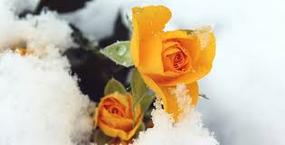 Trova le migliori immagini gratuite di spettacolo di fiori invernali 2018. Fiori Invernali Piu Profumati