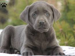 There is now also a silver and charcoal colored lab. Charcoal Labrador Retriever Puppies For Sale Greenfield Puppies