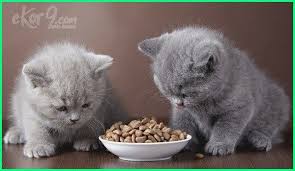 Rekomendasi 10 makanan kucing yang bagus. Anak Kucing Makan Berapa Kali Sehari Dunia Fauna Hewan Binatang Tumbuhan Piaraan Anak Kucing Gemas Hewan