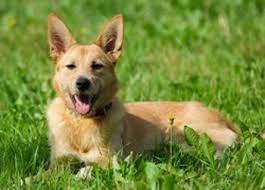 2018 este un an de pământ foarte greu, iar câinele va crea și pedeapsa pământului cu capra și boul. Caine De Pamant Horoscop Urania