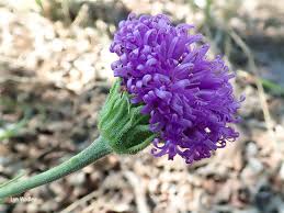 Image result for Vernonia galpinii