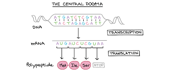 And well, genes are smaller, special defined units of dna. Intro To Gene Expression Central Dogma Article Khan Academy