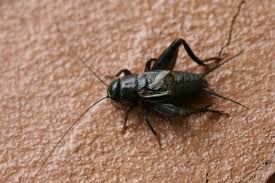 Cricket insect stock photos and images. How To Deal With Cricket Swarming Season Texas Standard