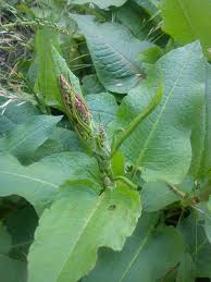 Image result for Rumex nepalensis