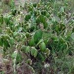 Image result for Lannea discolor