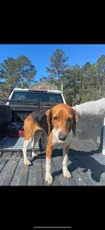 Lost/missing pets in and around coffee county/Douglas GA