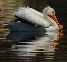 Here's a scoop for you: An Obvious Dating Clue Pelican Horns Outdoornews