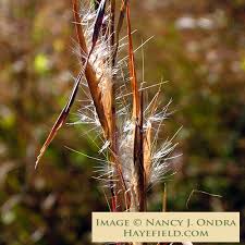 Image result for Andropogon schirensis