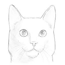 How to draw a cat face. How To Draw A Cat Face On Your Face Novocom Top