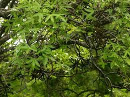 Image result for Cussonia natalensis