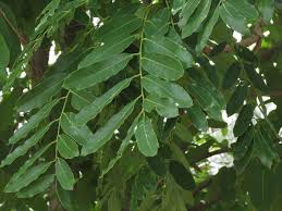 Image result for Khaya