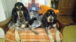 Image result for malý modrý gaskoňský honič