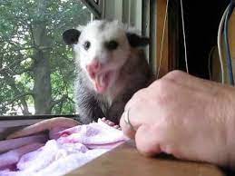 Possum Eating Strawberry And Grapes Https Www Youtube Com Watch V 0cyd4aszcz0 Grapes Possum Strawberry