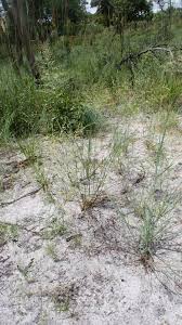 Image result for Eragrostis pallens