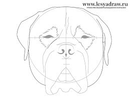 How To Draw The Head Of A Bullmastiff Bull Mastiff Cow Drawing Dog Drawing