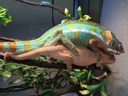The panther chameleon (furcifer pardalis) is a species of chameleon found in the eastern and northern parts of madagascar in a tropical forest biome. How To Breed Panther Chameleons