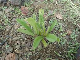 Image result for Eriosema nutans