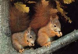 A Quieter Storm Cute Squirrel Cute Animals Baby Animals