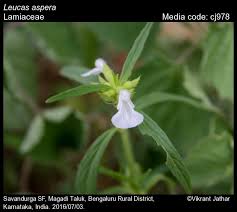 Image result for Leucas deflexa