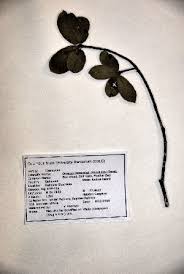 Image result for Diospyros chamaethamnus