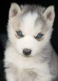 Piercing Eyes Cute Animals Baby Animals Animals