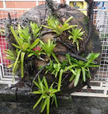 My Vertical Garden With Bromelias Garden Plants Design Vertical Garden Inside Garden