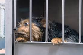 Last year, toward the end of august, i made one of the most difficult decisions in my life. Outbreak Forces Spca To Euthanize Dogs Ctv News