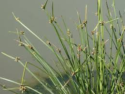 Image result for Schoenoplectiella senegalensis