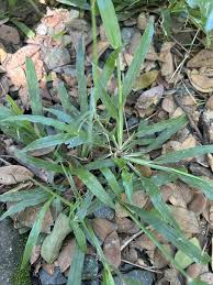 Image result for Digitaria sanguinalis