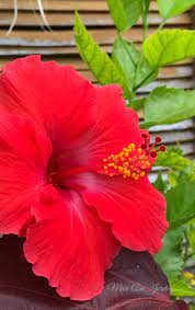 Pin By Debbie Stuckrath On Hibiscus Garden Hibiscus Flowers Hibiscus Beautiful Flowers