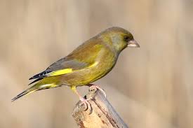 Beautiful Greenfinch Chloris Chloris First Spotted This Year Up At Streatham Rookery