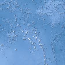 Image result for Emilia pseudactis