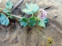 Image result for Boerhavia repens