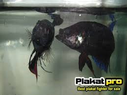 See more ideas about betta, aquarium fish, fighter. Betta Fighter Training