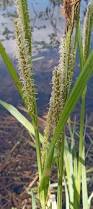 Image result for Carex leptosaccus