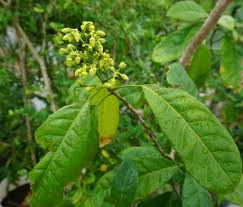 Image result for Rhodopentas bussei