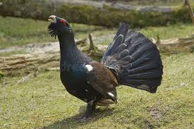 Wood Grouse Tetrao Urogallus Wood Grouse Tetrao Urogallus L Courting To F Aff Tetrao Grouse Wood Female Stock Images Free Stock Images Grouse
