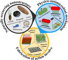 For the week (7 days). Progress In Construction Of Bio Inspired Physico Antimicrobial Surfaces