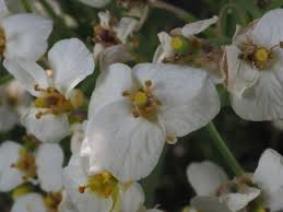 Image result for Crambe kilimandscharica